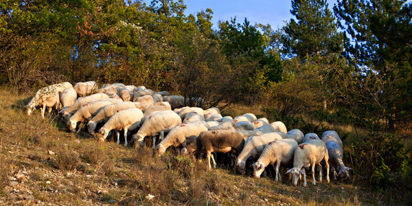 Agneau de Sisteron